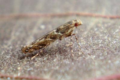 <i>Acrocercops brongniardella</i>