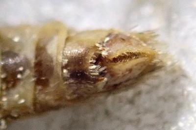 <i>Epirrita dilutata</i>
