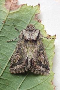 <i>Allophyes oxyacanthae</i>
