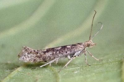 <i>Plutella xylostella</i>