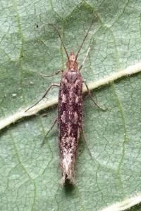 <i>Plutella xylostella</i>
