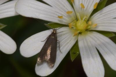 <i>Coleophora lutarea</i>