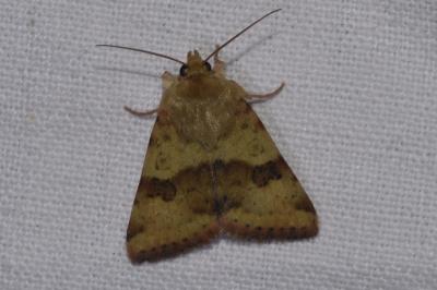 <i>Heliothis viriplaca</i>