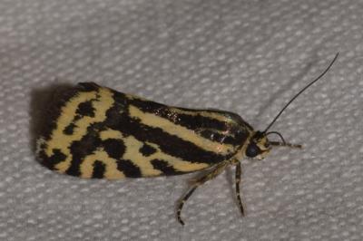 <i>Emmelia trabealis</i>