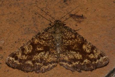 <i>Ematurga atomaria</i>