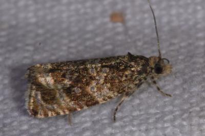 <i>Celypha lacunana</i>