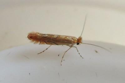 <i>Phyllonorycter messaniella</i>
