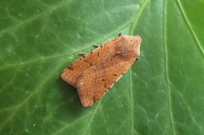 <i>Agrochola lychnidis</i>