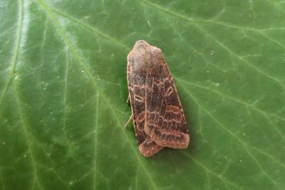 <i>Agrochola lychnidis</i>