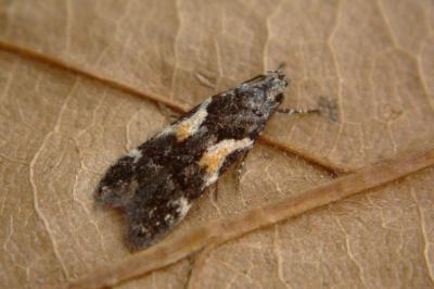 <i>Teleiodes luculella</i>