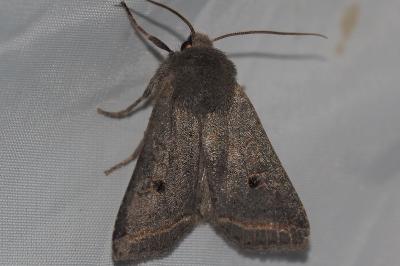 <i>Leptologia lota</i>