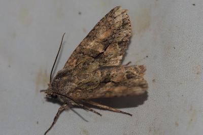 <i>Dryobotodes eremita</i>