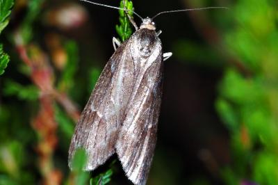 <i>Pachycnemia hippocastanaria</i>
