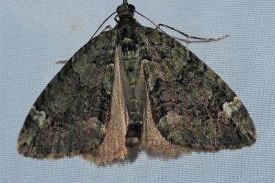 <i>Chloroclysta siterata</i>