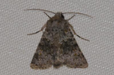 <i>Hecatera dysodea</i>
