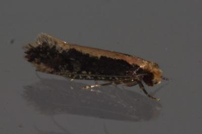 <i>Monopis crocicapitella</i>