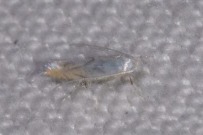 <i>Phyllonorycter harrisella</i>