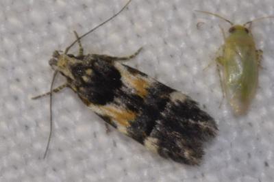 <i>Teleiodes luculella</i>
