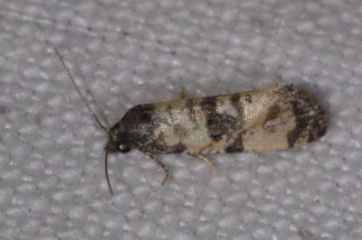 Cochylis atricapitana