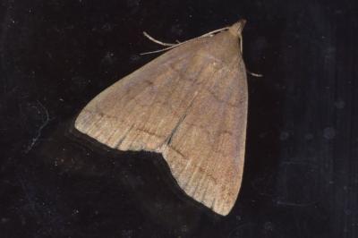 <i>Herminia tarsipennalis</i>
