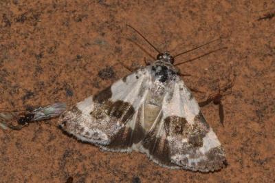 <i>Acontia lucida</i>