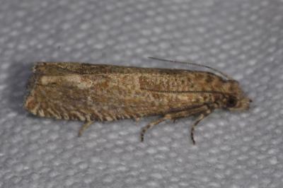 <i>Pelochrista caecimaculana</i>