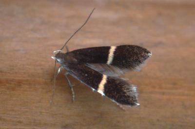 <i>Aproaerema</i>