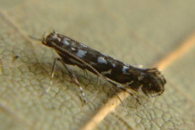 <i>Parectopa ononidis</i>