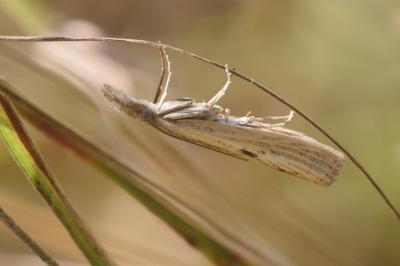 <i>Agriphila inquinatella</i>