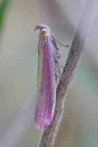 <i>Oncocera semirubella</i>