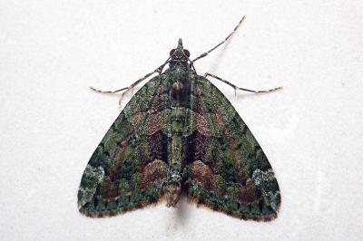 <i>Chloroclysta siterata</i>
