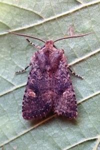 <i>Dryobota labecula</i>