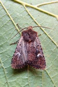 <i>Dryobota labecula</i>