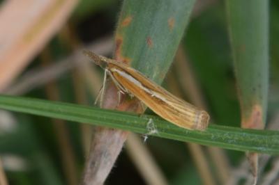 <i>Agriphila tristella</i>