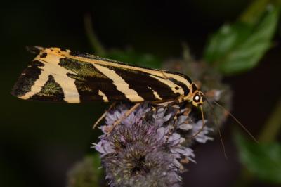 <i>Euplagia quadripunctaria</i>