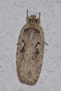 <i>Agonopterix ocellana</i>