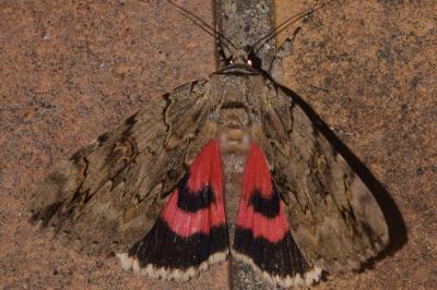 <i>Catocala electa</i>
