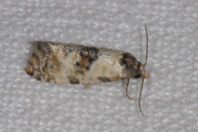 <i>Cochylis molliculana</i>