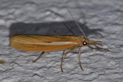 <i>Agriphila tristella</i>
