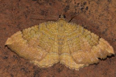 <i>Camptogramma bilineata</i>
