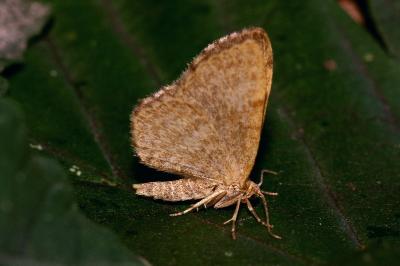 Euchoeca nebulata