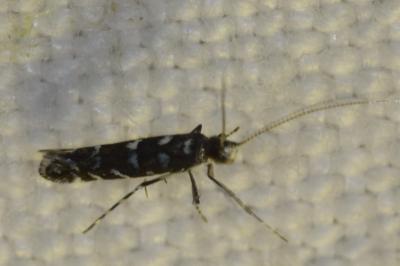 <i>Parectopa ononidis</i>