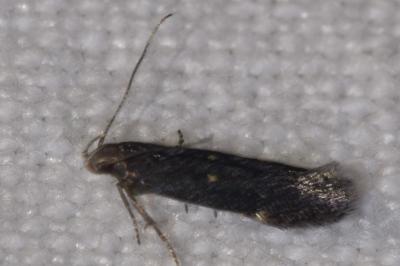 <i>Aproaerema anthyllidella</i>