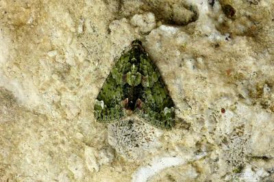 <i>Chloroclysta siterata</i>