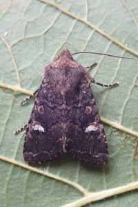 <i>Dryobota labecula</i>