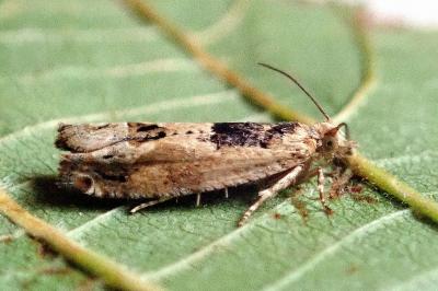 <i>Crocidosema plebejana</i>