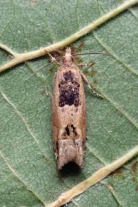 <i>Crocidosema plebejana</i>