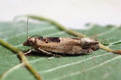 <i>Crocidosema plebejana</i>