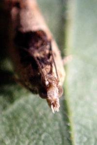 <i>Crocidosema plebejana</i>