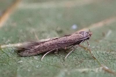 <i>Bedellia somnulentella</i>